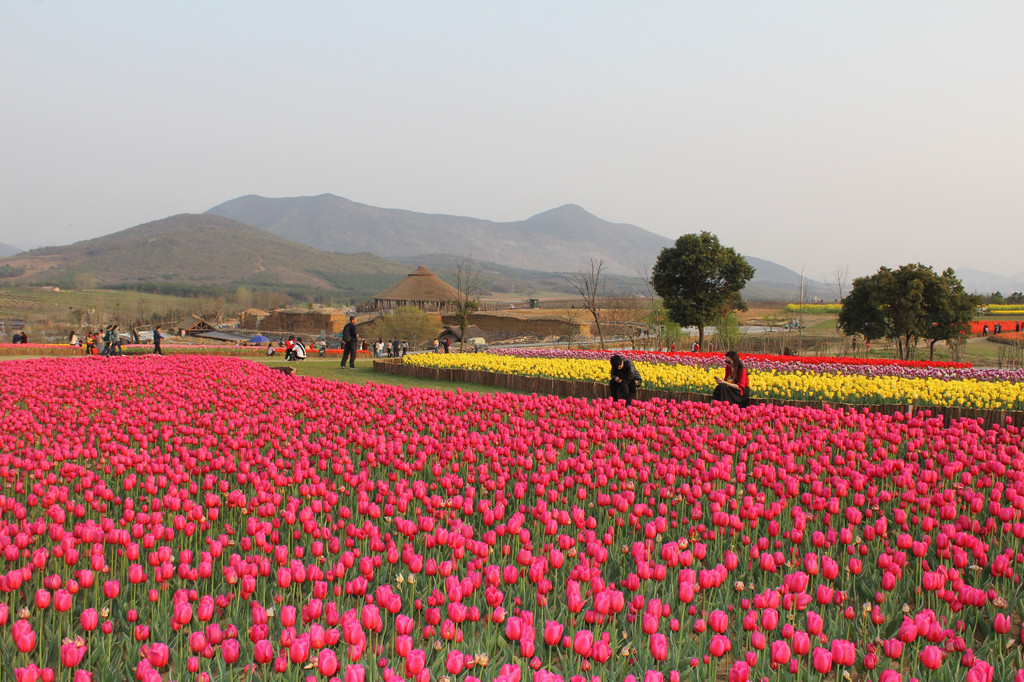 百合花開 巢湖鬱金香高地