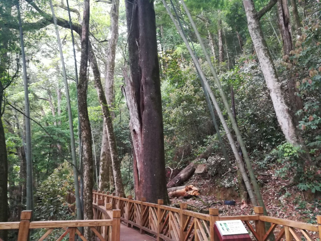 2023红豆杉生态园游玩攻略,空气质量非常好,周末到这里.