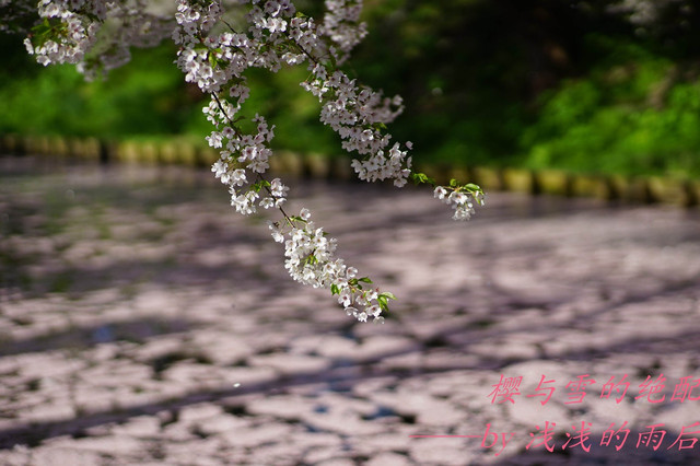 樱与雪的绝配u2014u2014花见樱百选(上)【携程氢气球】