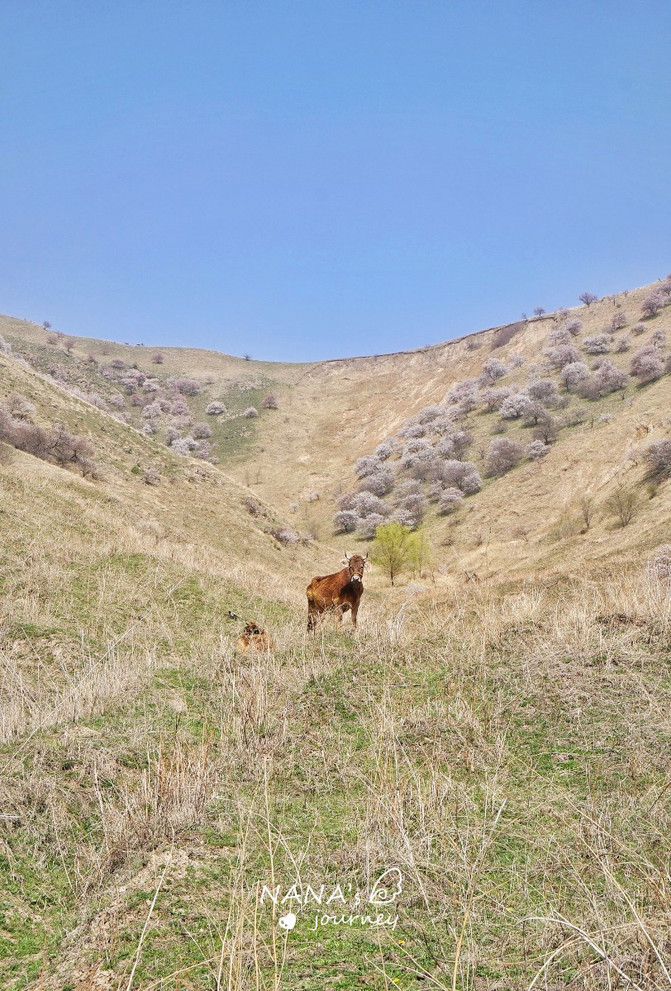 『花样人生,多彩新疆』重谱一篇春日的故事