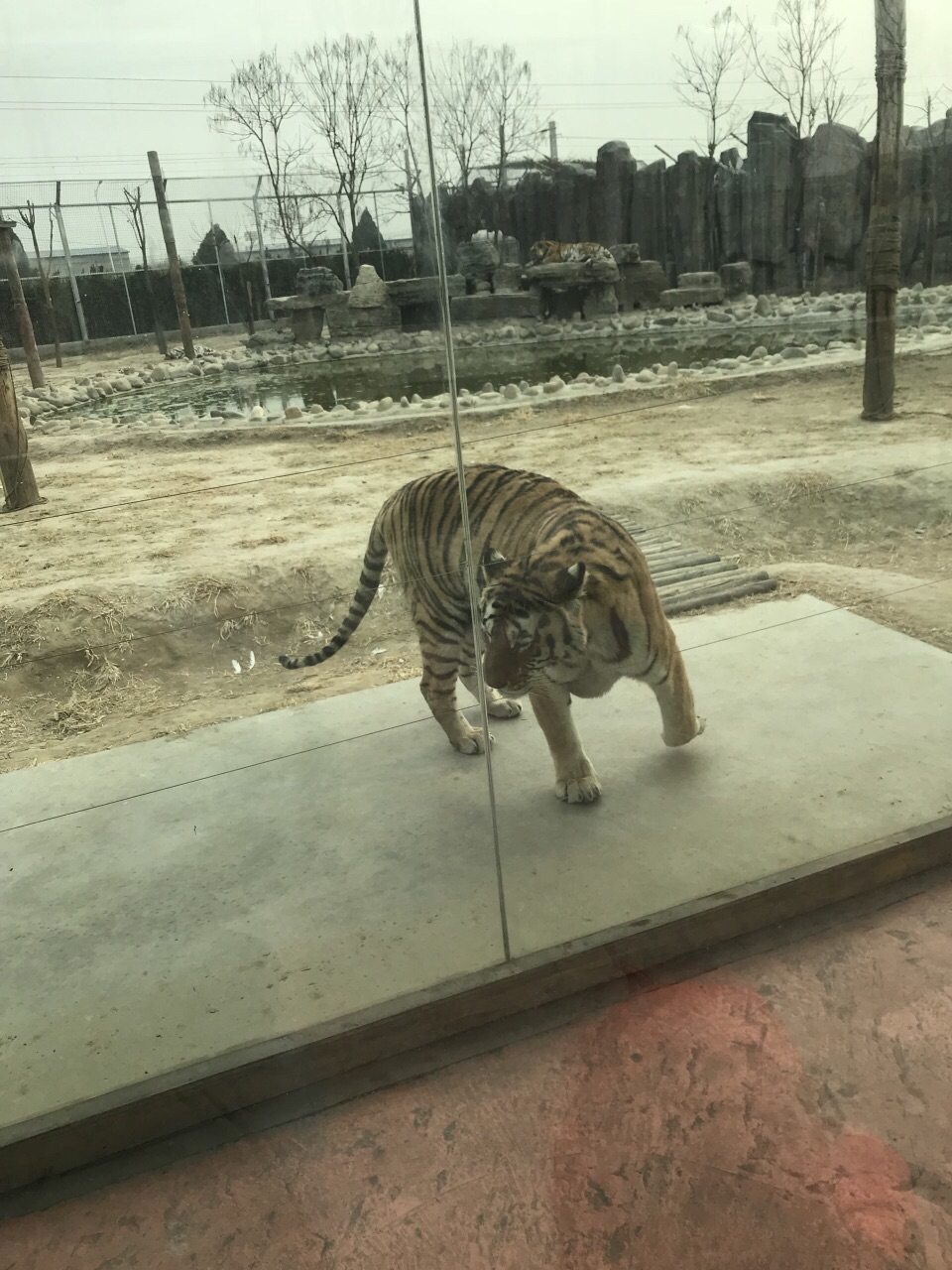 2022爱保野生动物世界游玩攻略,动物种类很多,趣味十足,性.