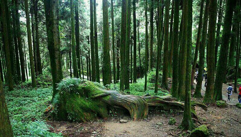 阿里山神木遗迹