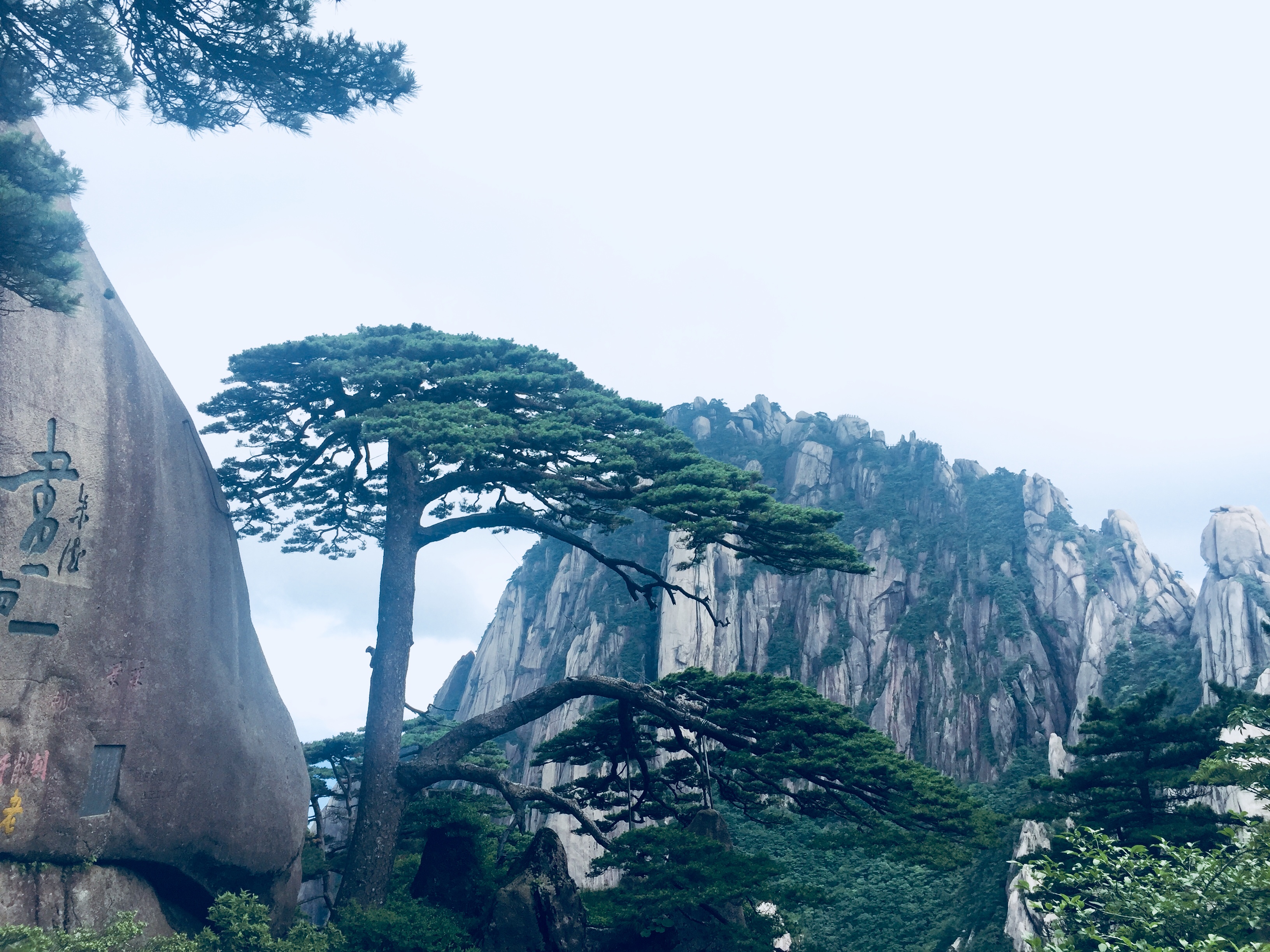 听说迎客松死了是真的吗?