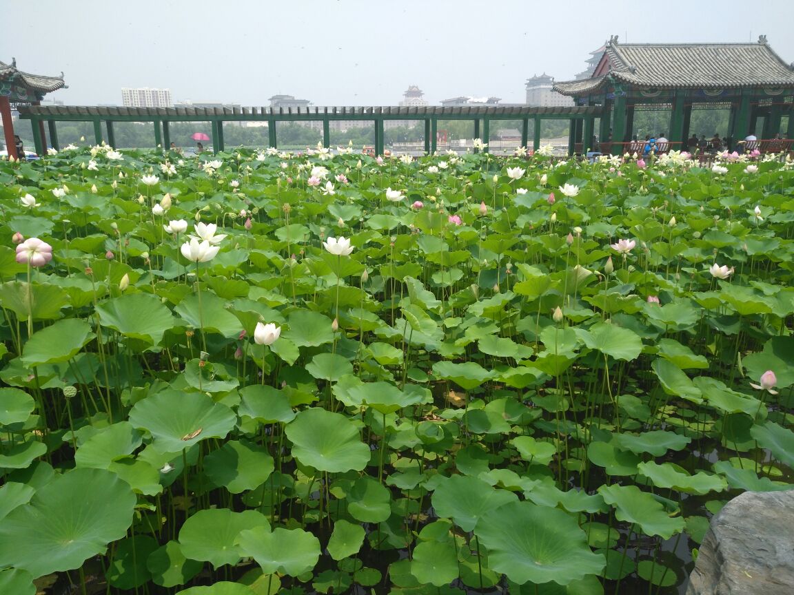 2018蓮花池公園_旅遊攻略_門票_地址_遊記點評,北京旅遊景點推薦 - 去