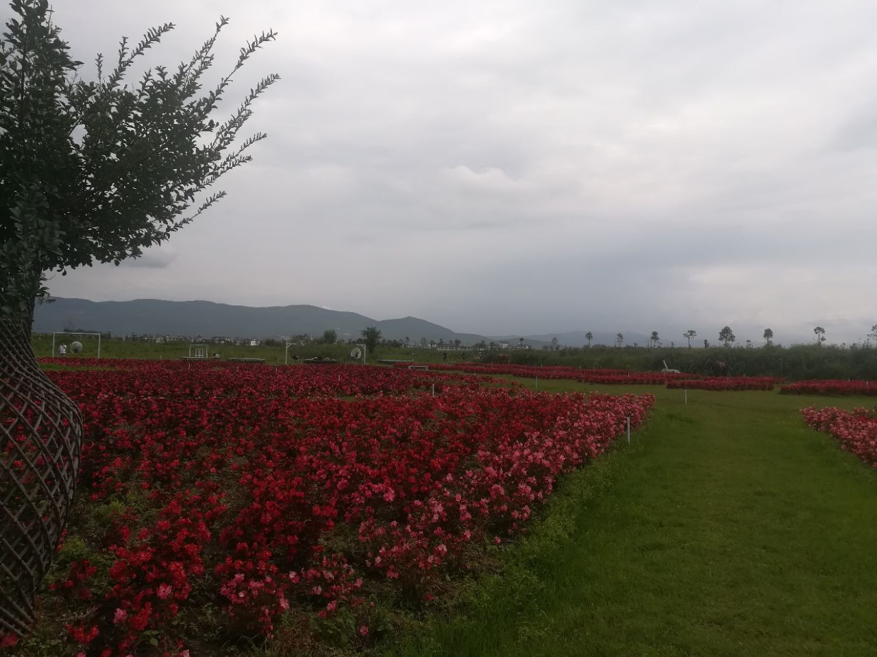 云海芳草千亩花卉博览园