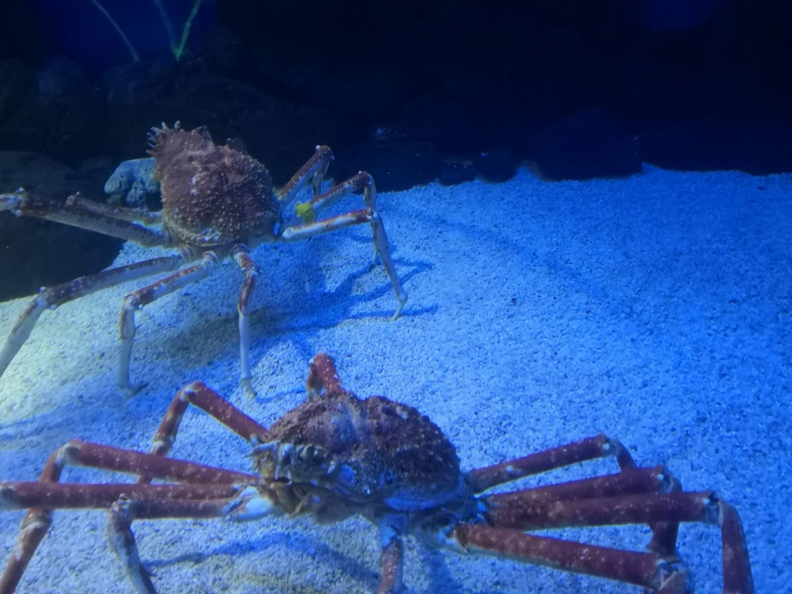 2019上海海洋水族館_旅遊攻略_門票_地址_遊記點評,上海旅遊景點推薦