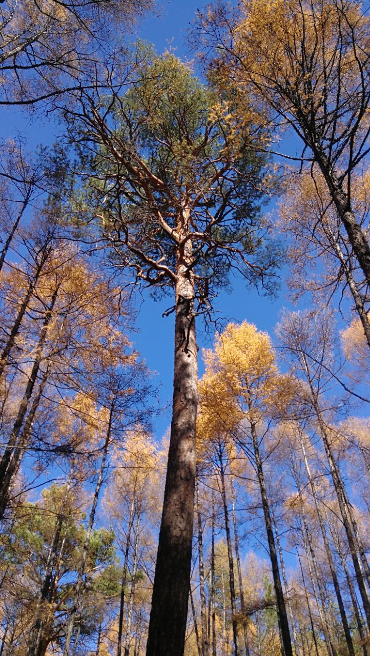 2022松苑原始森林公园游玩攻略,更为神奇的是，1987年的5月6...【去哪儿攻略】