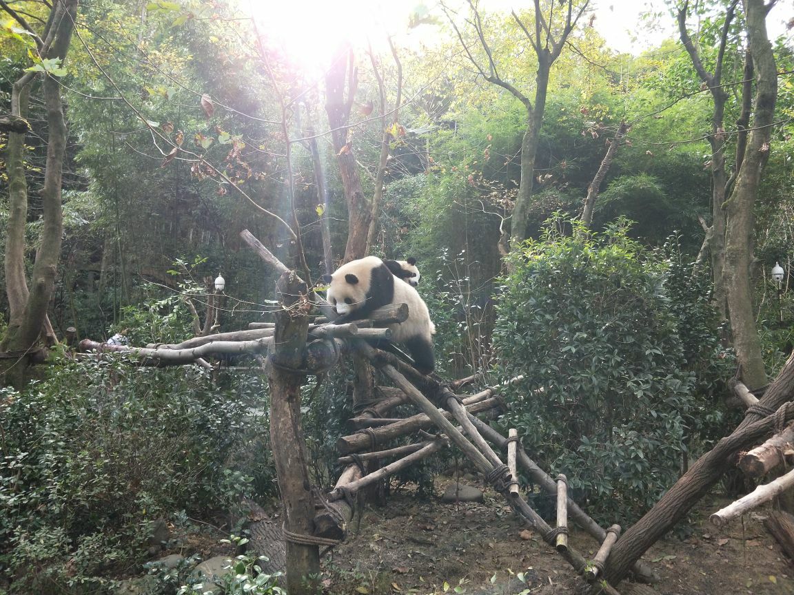 都江堰熊猫谷开放两处新景点 20多只小熊猫陪你逛|都江堰_新浪新闻