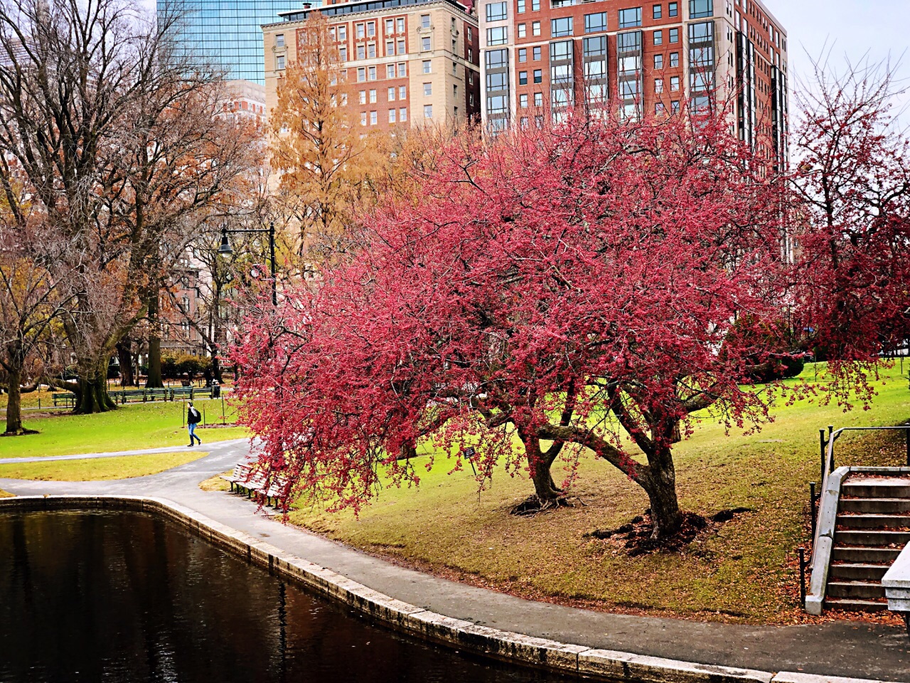波士顿公共花园