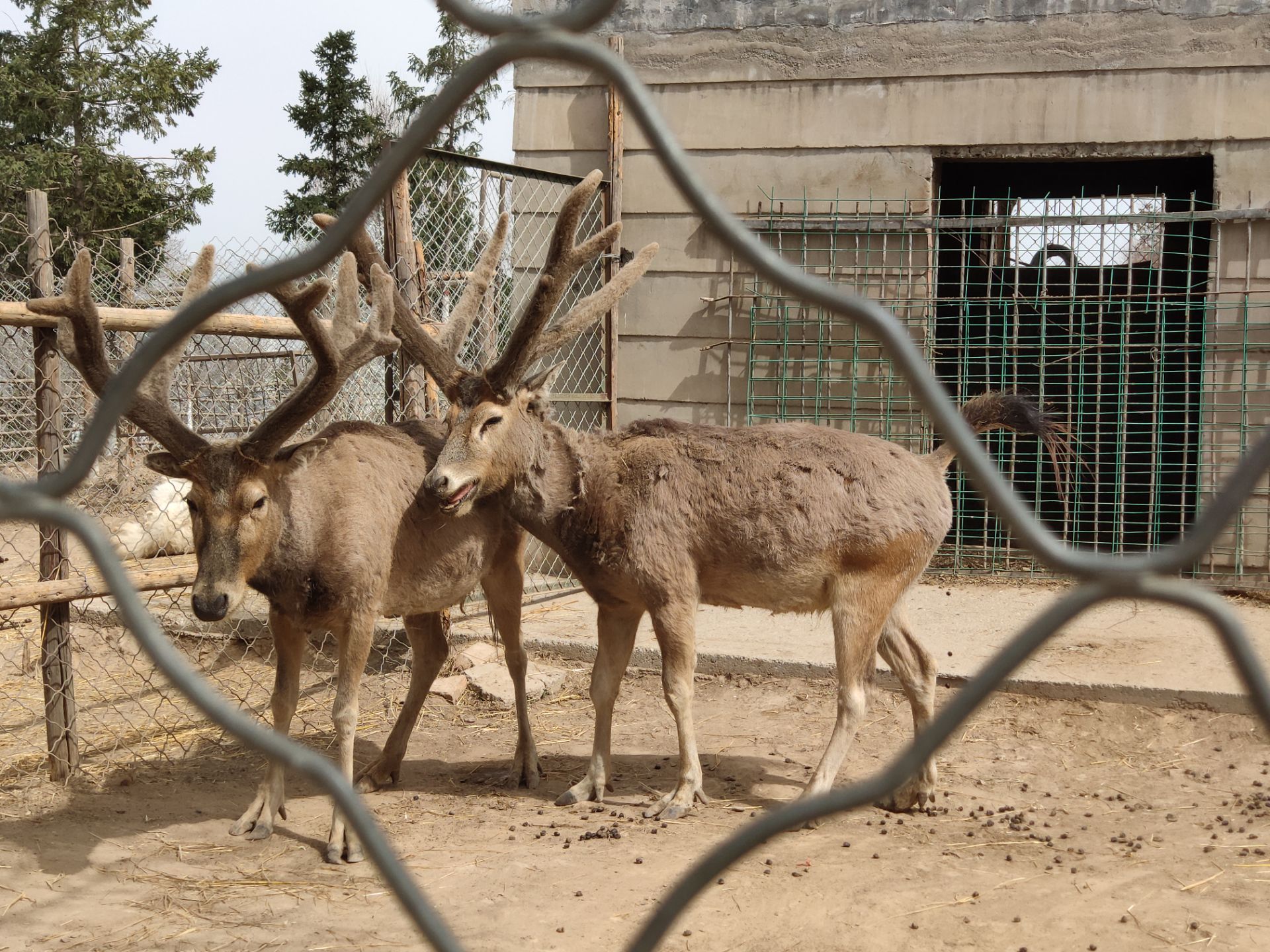 “青藏神鹿”北京动物园产崽，一家子齐亮相！邀请市民起名_京报网