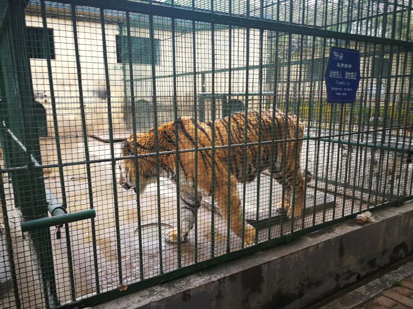 潍坊动物园坐落在潍坊金宝乐园内这边有虎园猴山熊乐园里面动物的品种