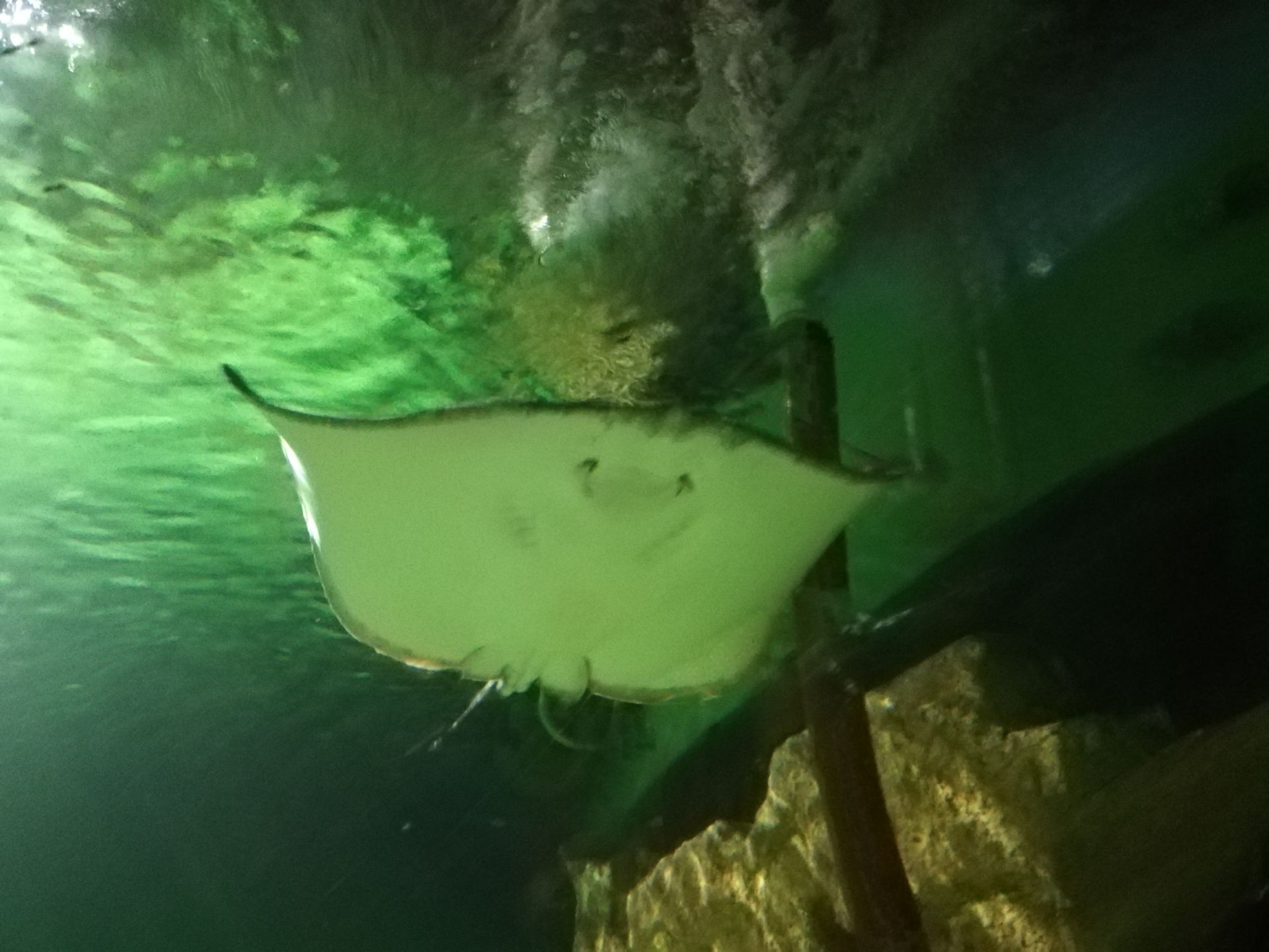 里面的海豚,好看