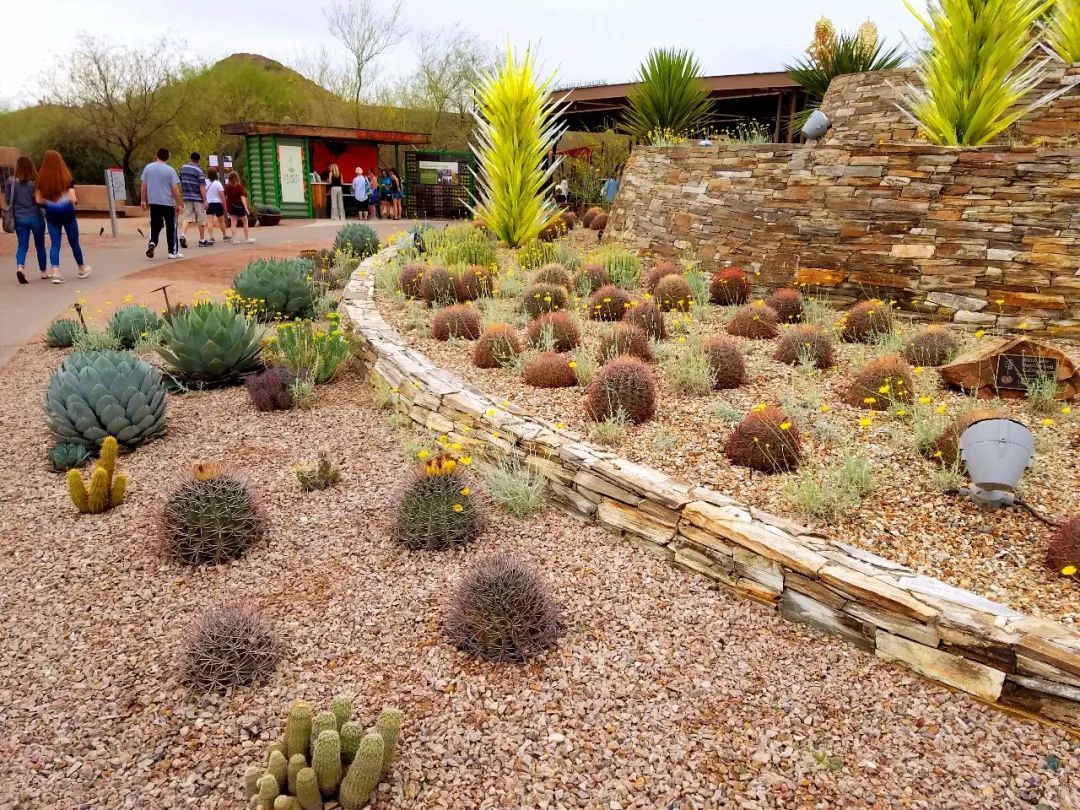 沙漠植物园desert botanical garden