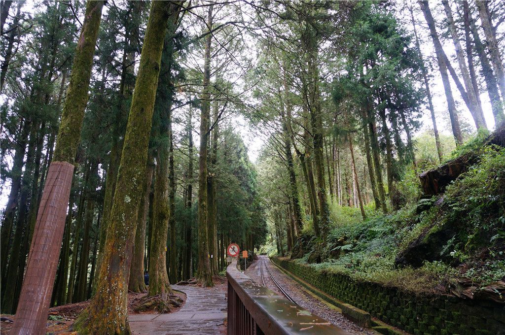 阿里山神木遗迹