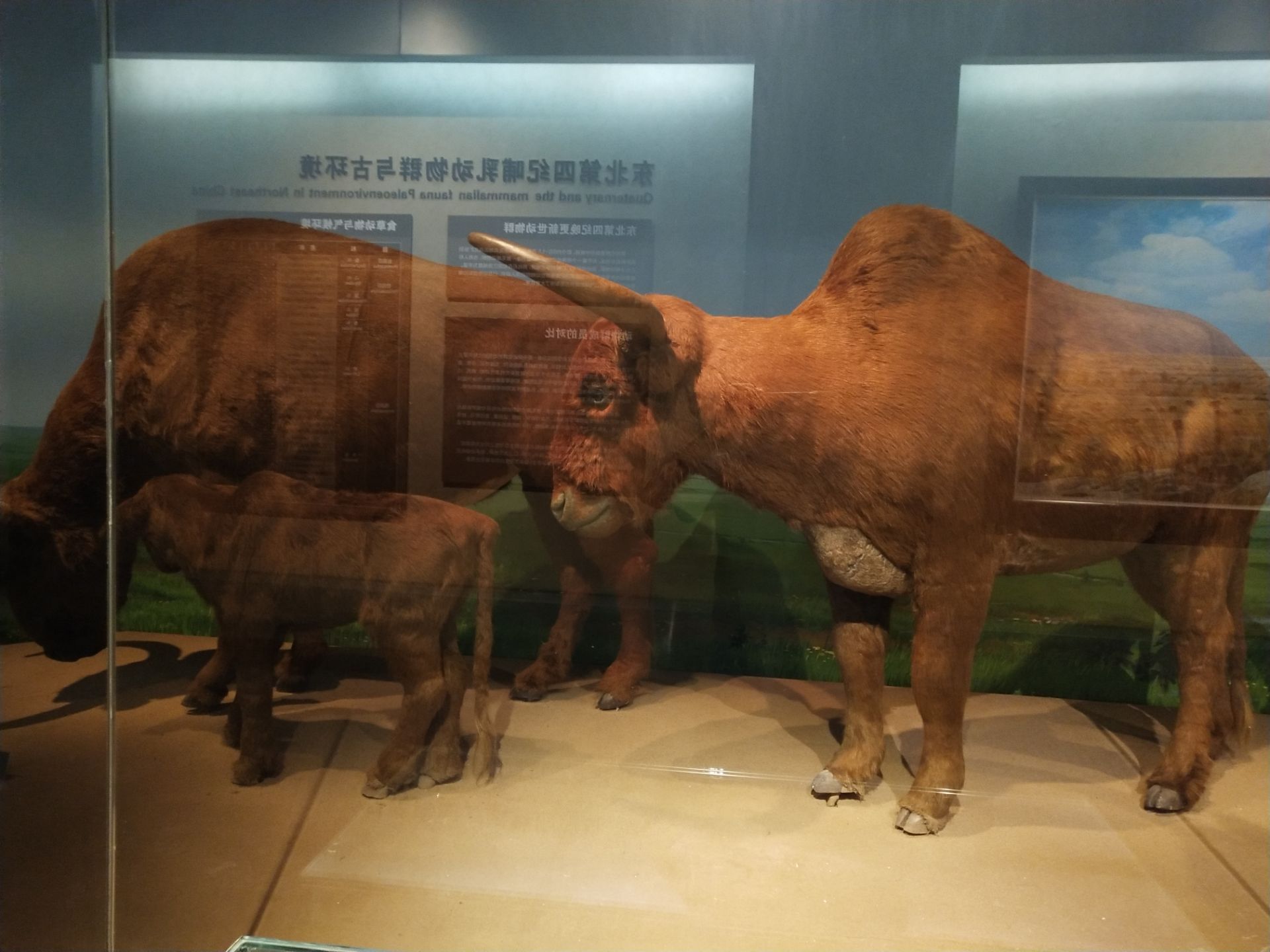 北京三家关于动物的博物馆，带你发现动物从古至今的那些秘密
