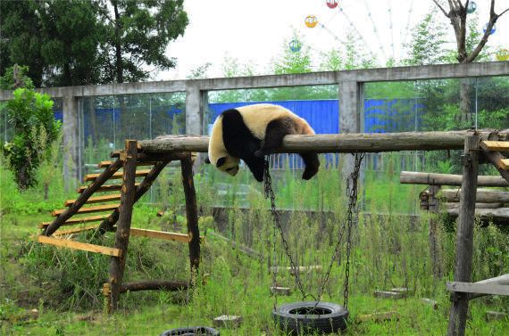 阆中熊猫乐园图片图片