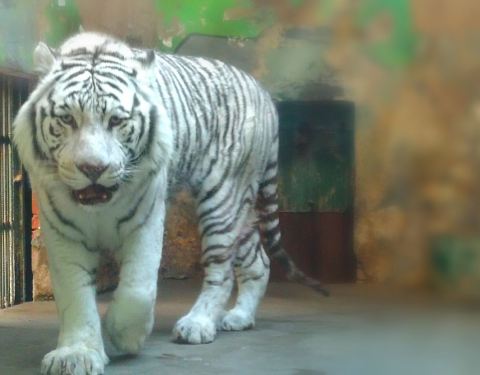 比较大的动物园 100p1c000001cq036AA17_C_480_375.jpg