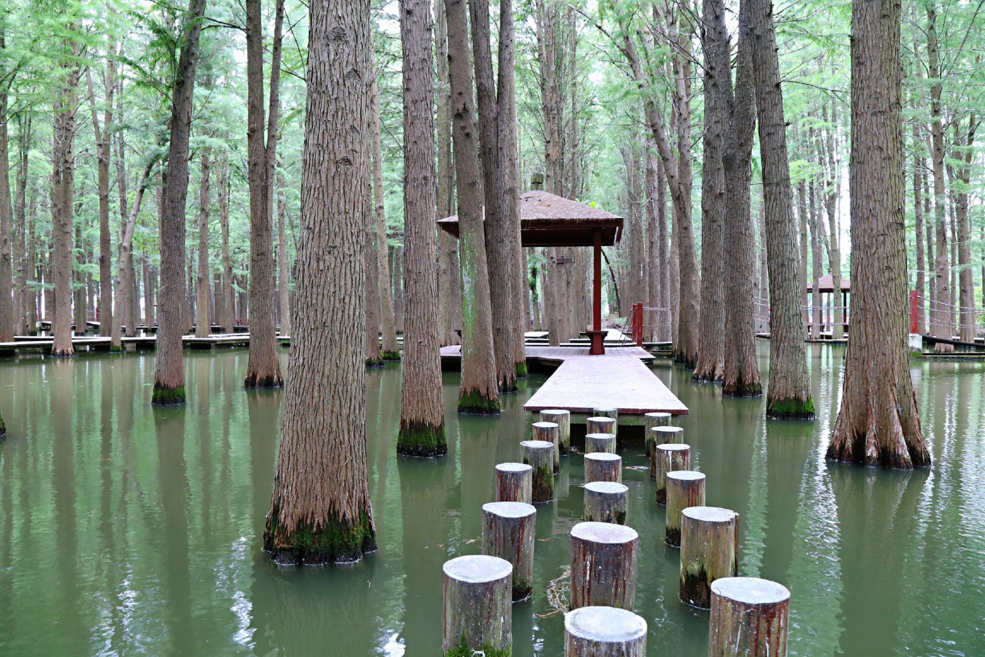 李中水上森林公园