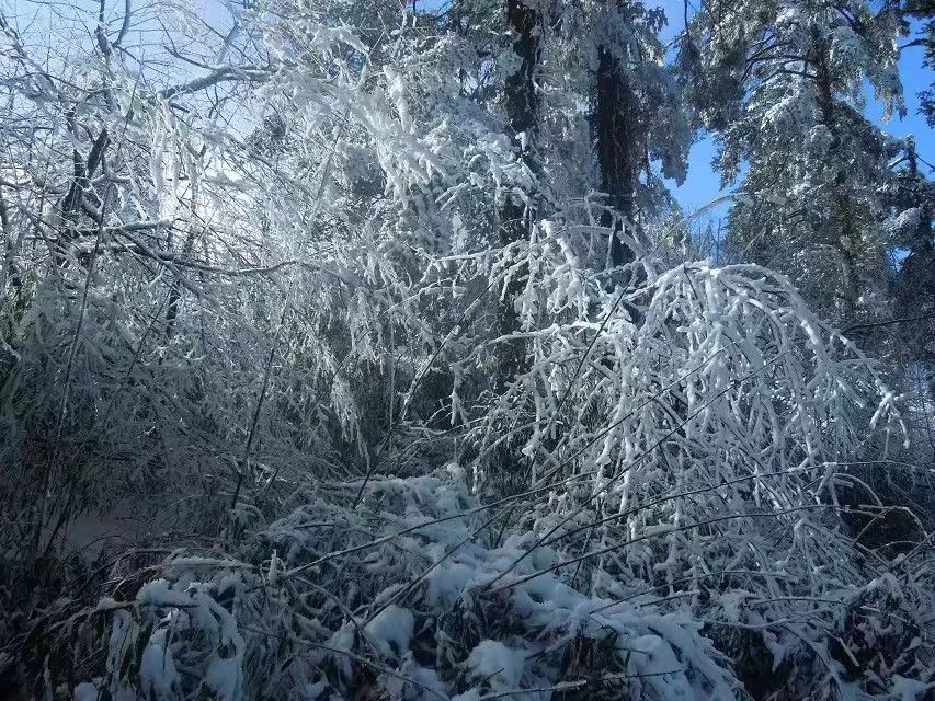 2020九岭岗-旅游攻略-门票-地址-问答-游记点评,峨眉山旅游旅游景点
