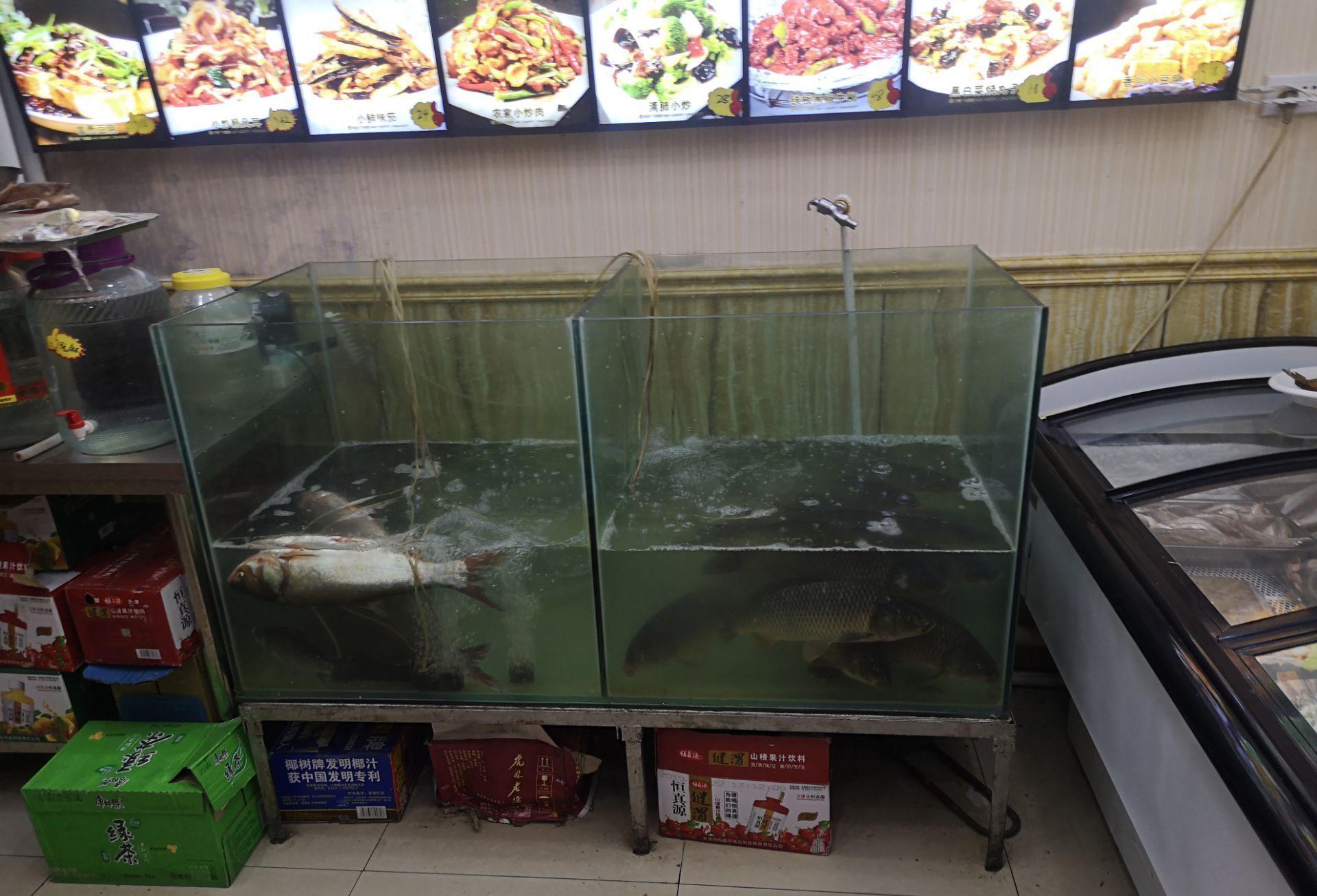 密山野生鱼馆好吃吗,野生鱼馆味道怎么样,环境/服务好不好_点评_评价