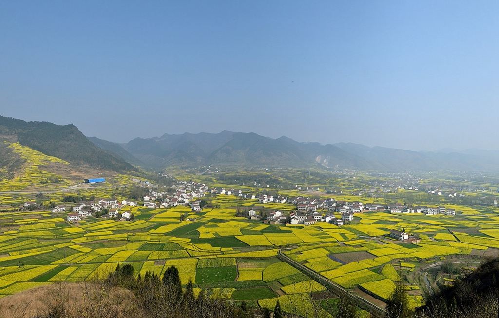 洋縣漢中油菜花海好玩嗎,洋縣漢中油菜花海景點怎麼樣_點評_評價