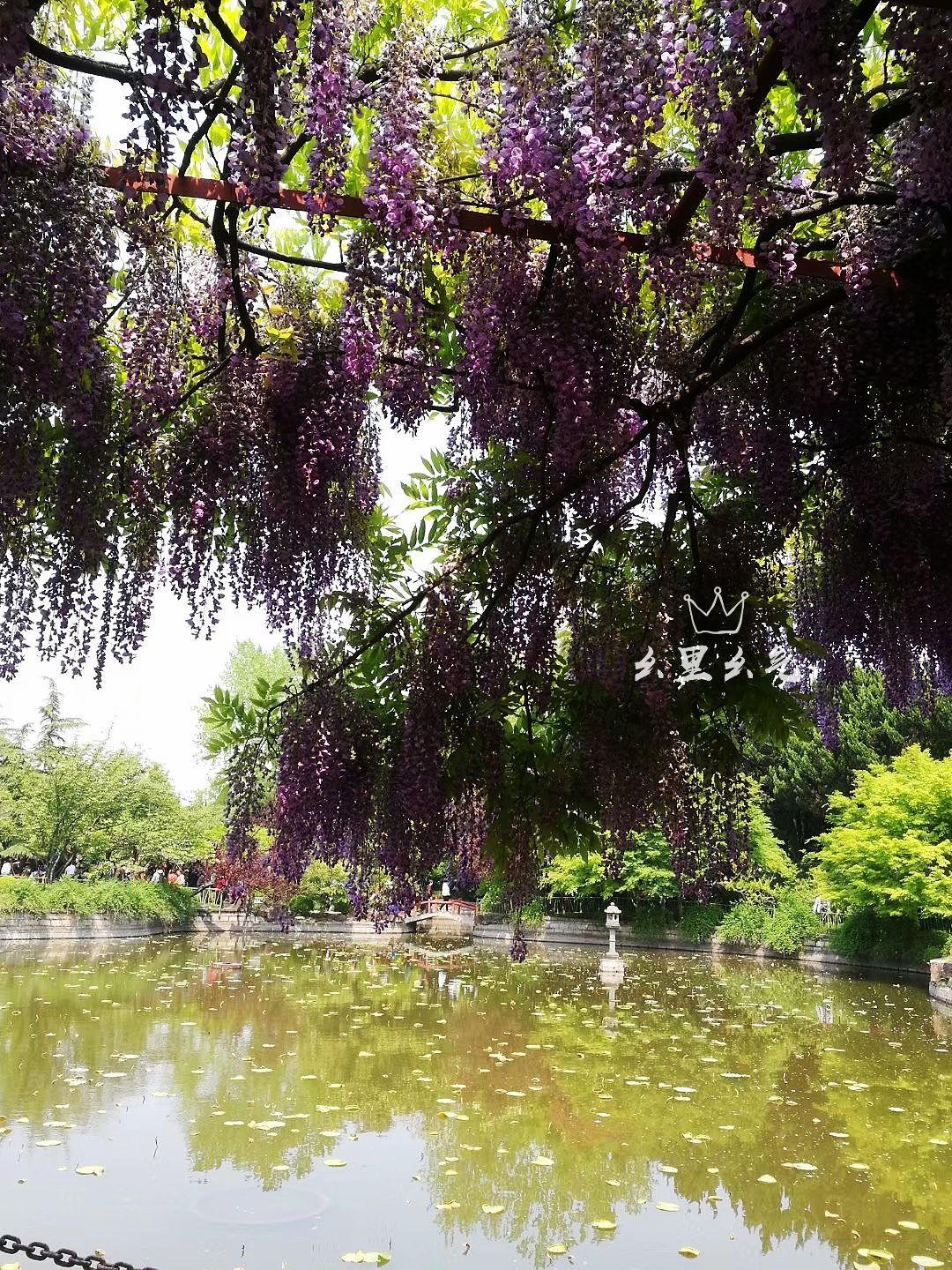 上海嘉定紫藤园步入盛花期 - 植保 - 园林网