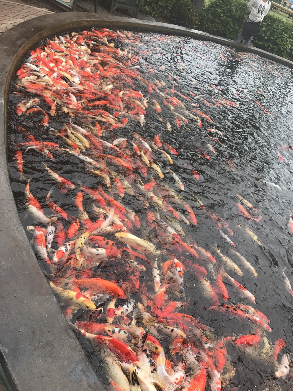 2025马尼拉动植物园游玩攻略,打我的动只婺源可以找找看吗... 【去哪儿攻略】