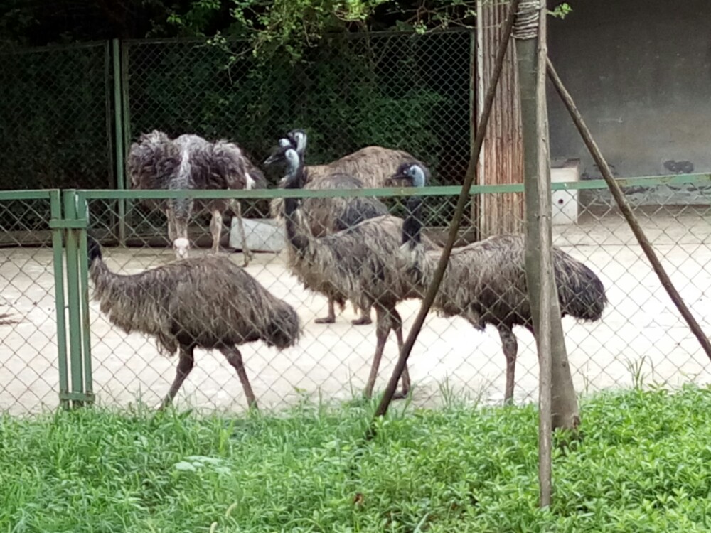 合肥野生動物園