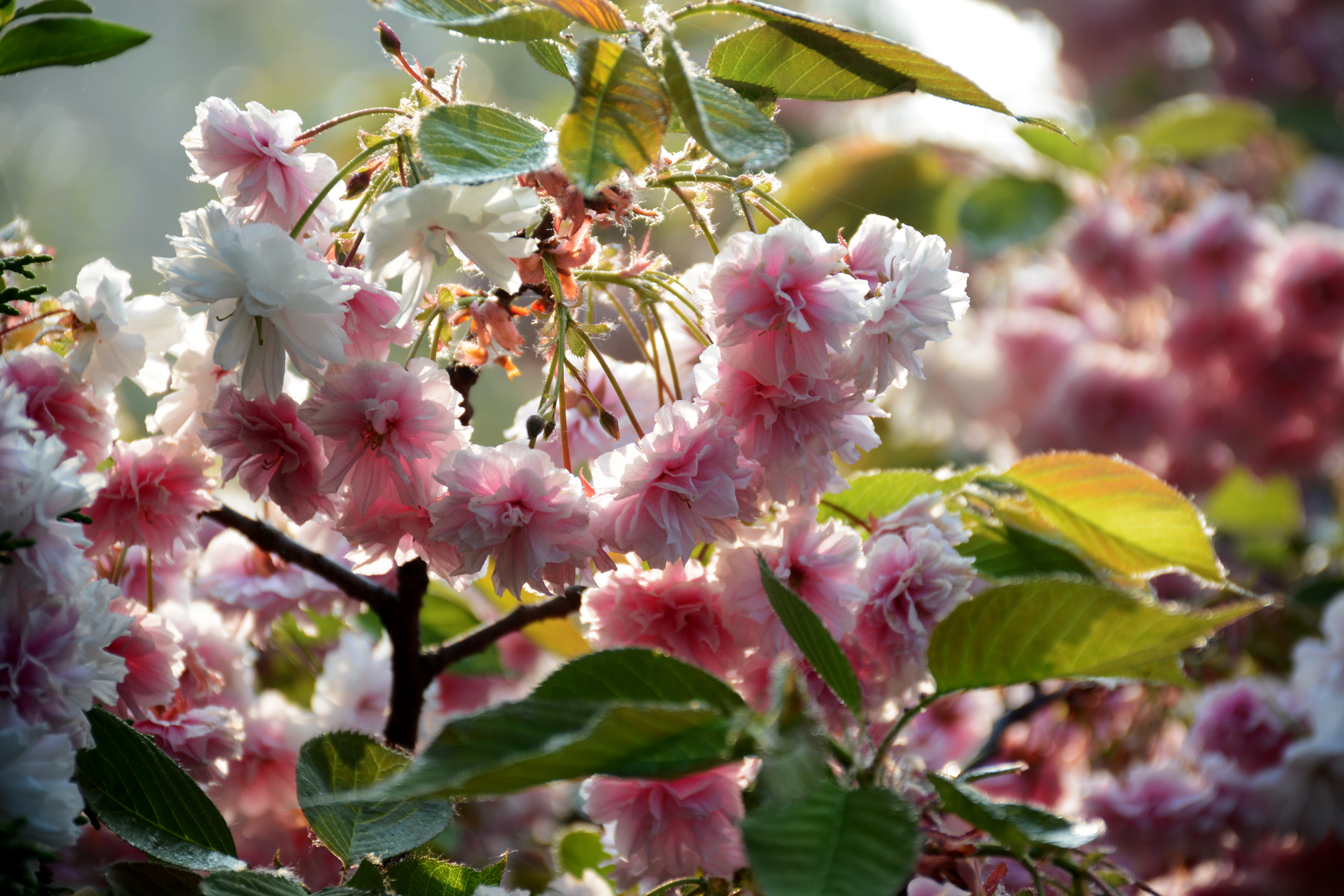 姜堤乐园樱花图片