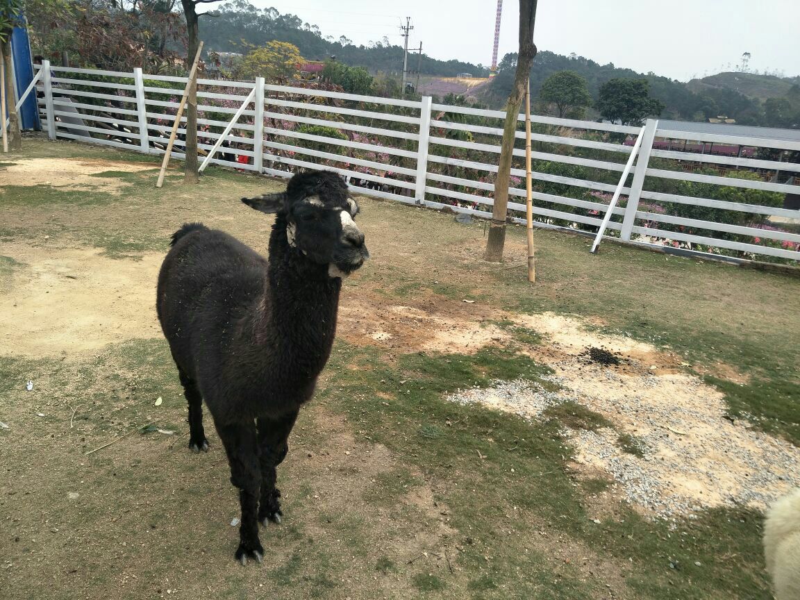 【携程攻略】揭阳望天湖旅游度假区景点,风景很美,很优雅,尤其是花海