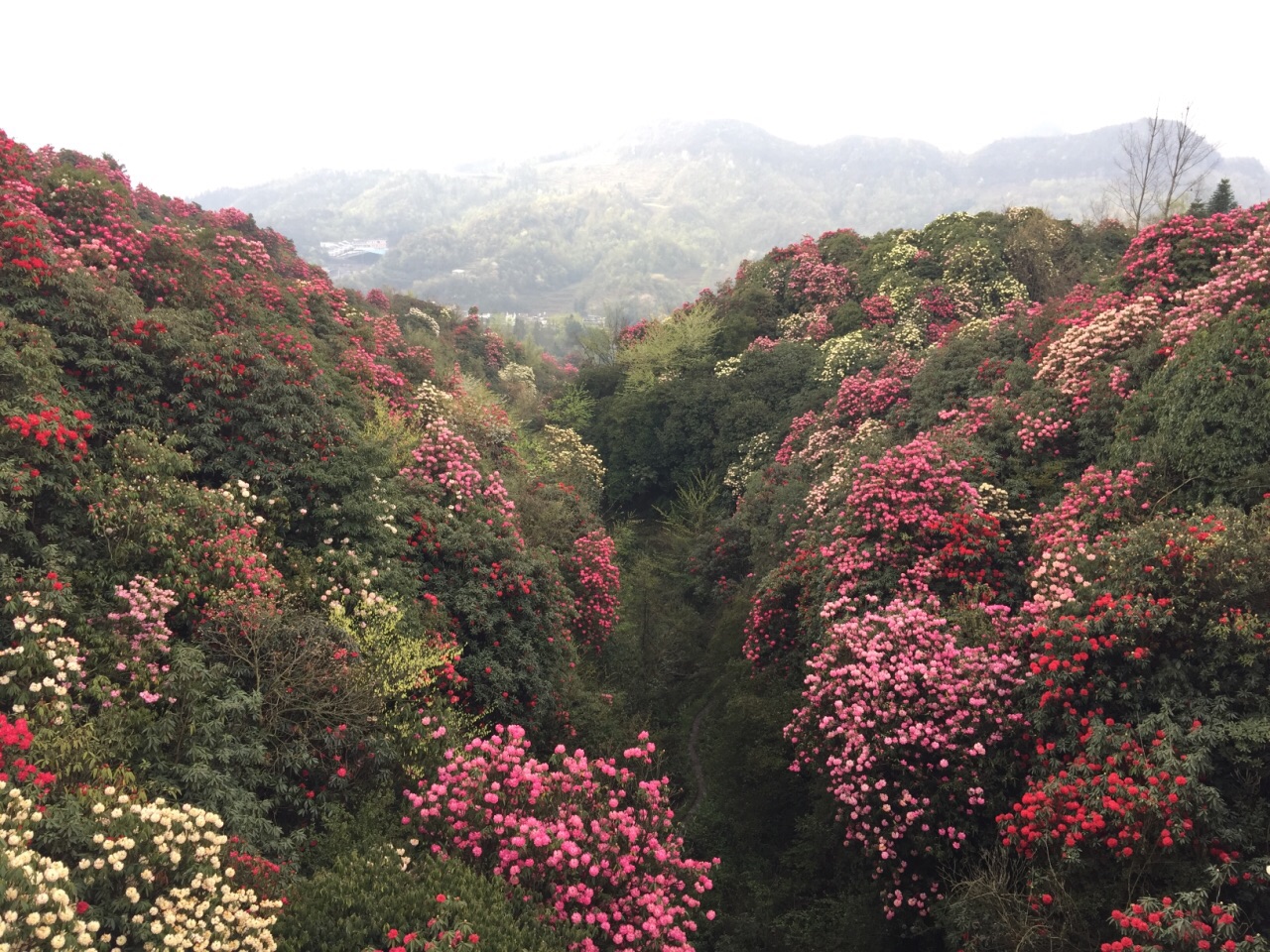 2019百里杜鹃风景区_旅游攻略_门票_地址_游记点评,毕节旅游景点推荐