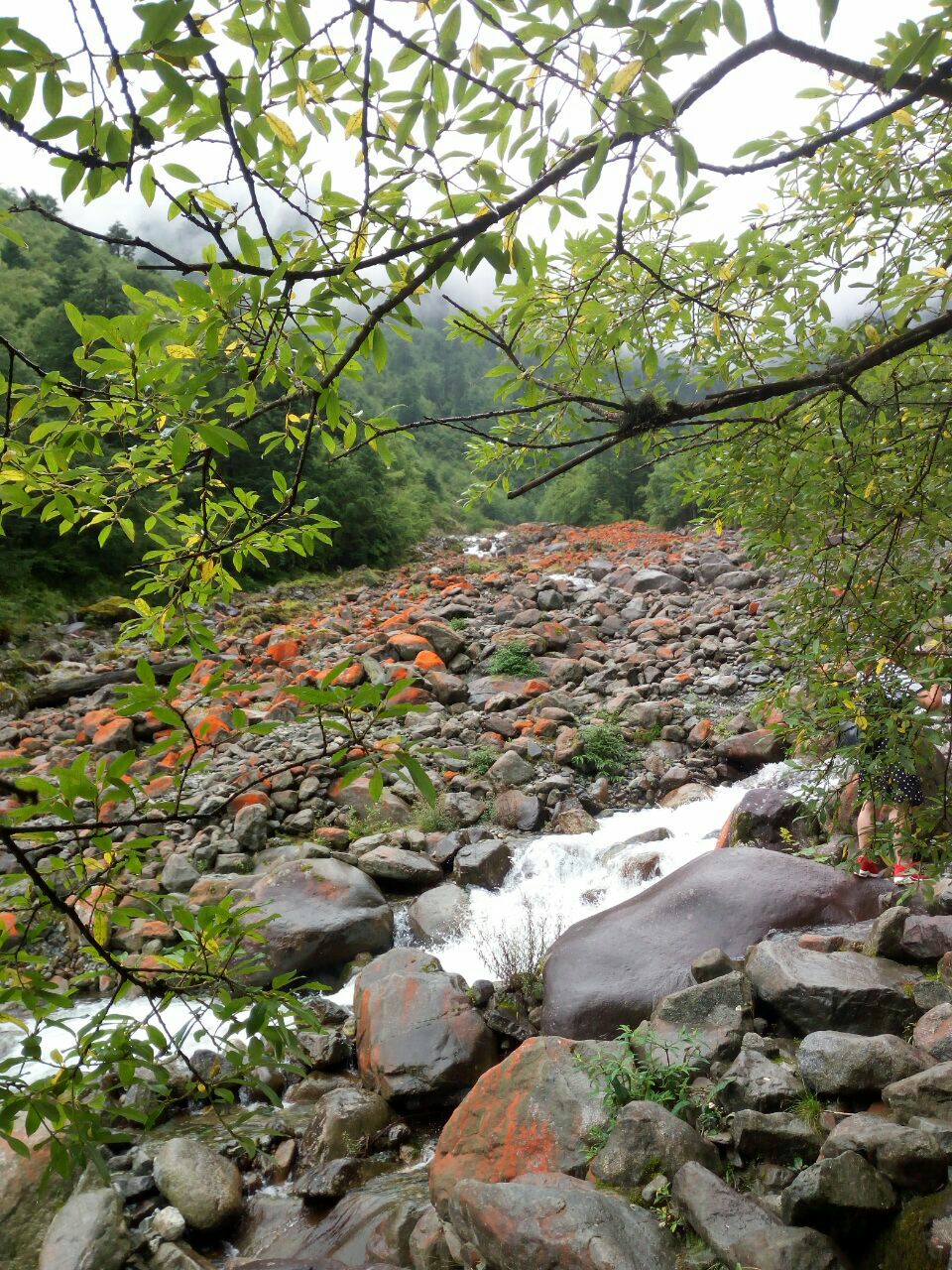 2019二郎山喇叭河風景區_旅遊攻略_門票_地址_遊記點評,天全旅遊景點