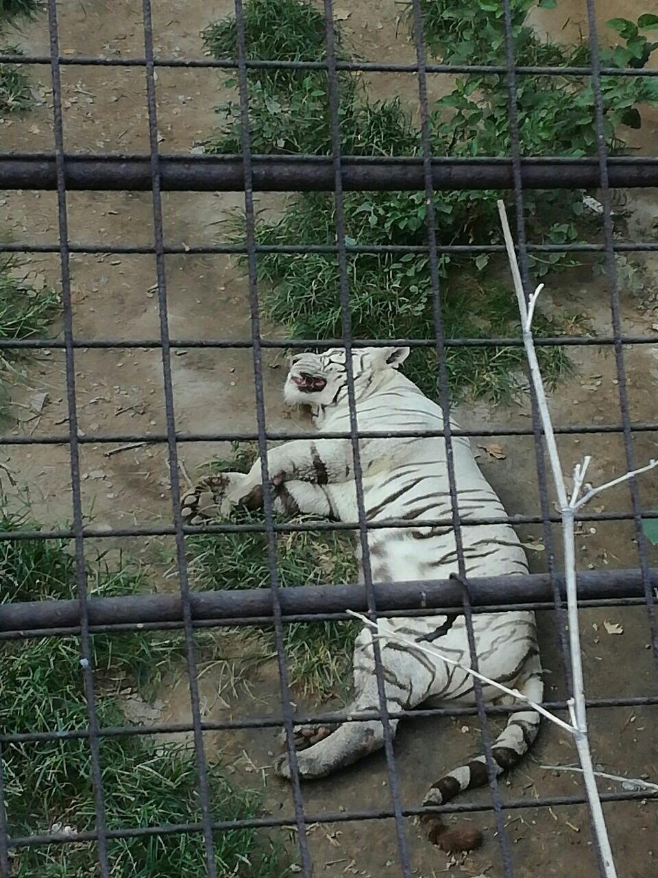 2023保定市动物园游玩攻略,还不错,动物种类不少.就是.