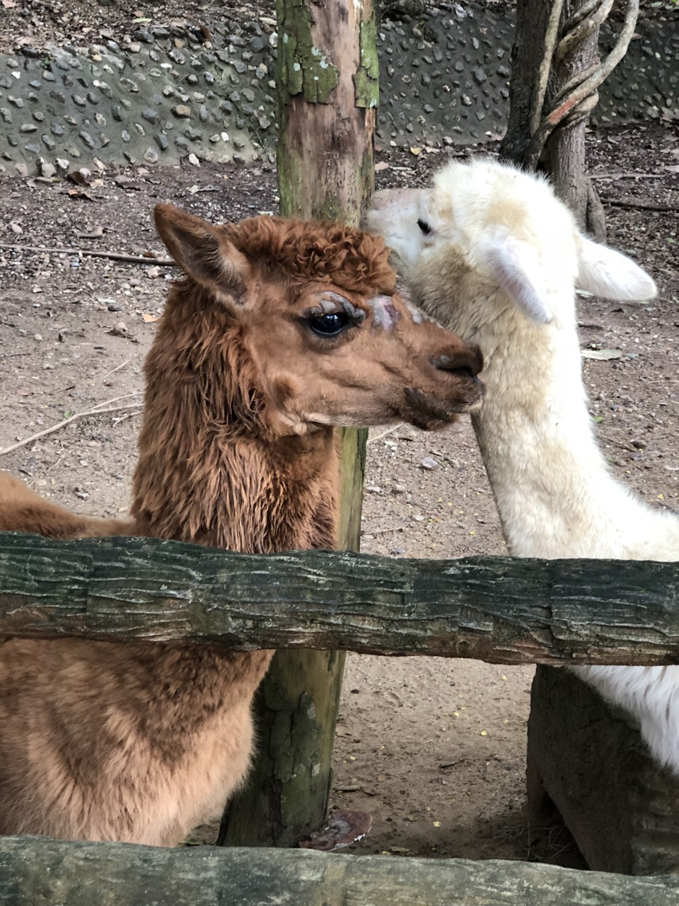 泰國清邁府清邁清邁夜間動物園一日遊【清邁夜間動物園半日遊【可選