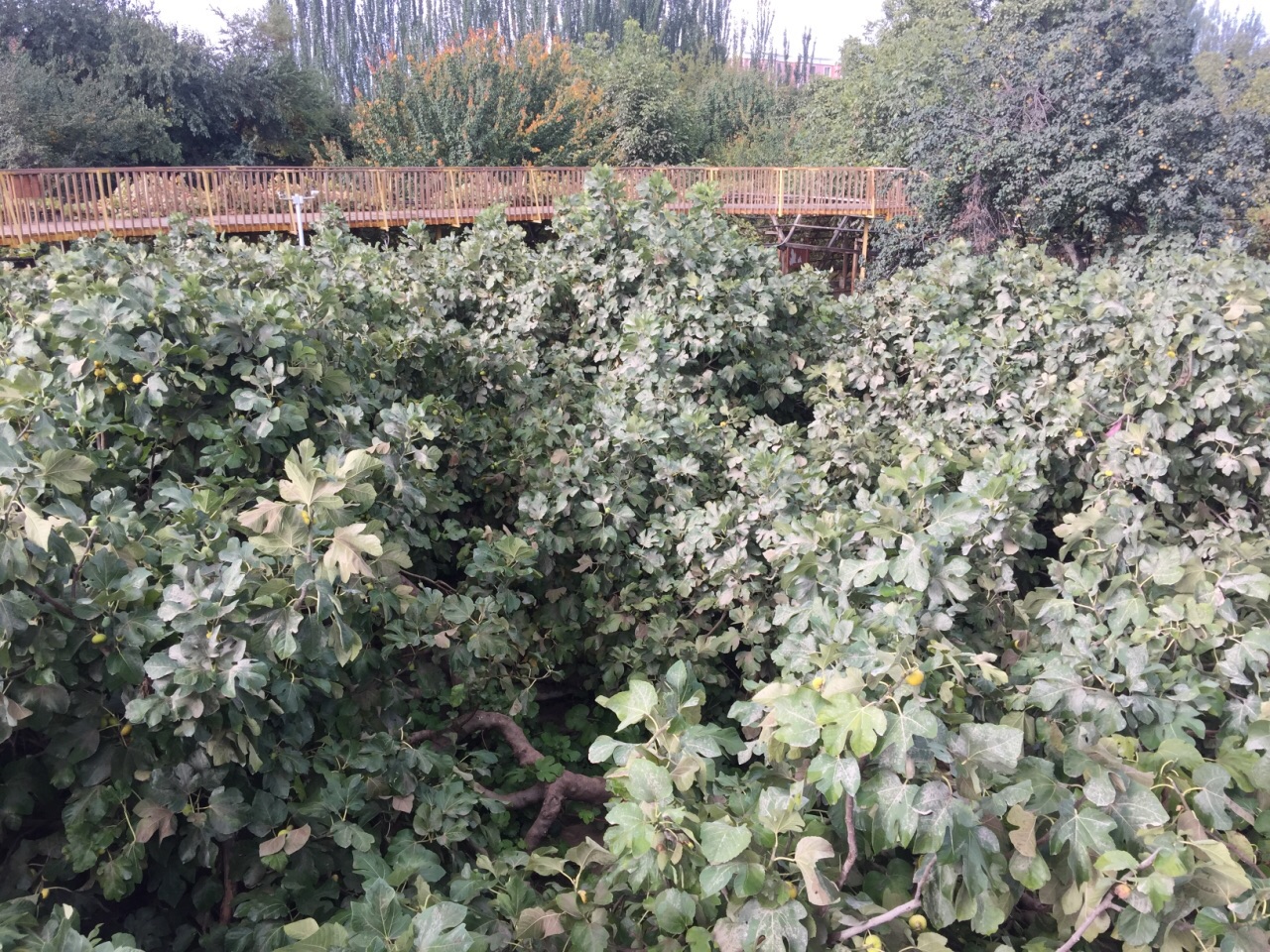 和田无花果王树好玩吗,和田无花果王树景点怎么样_点评_评价【携程