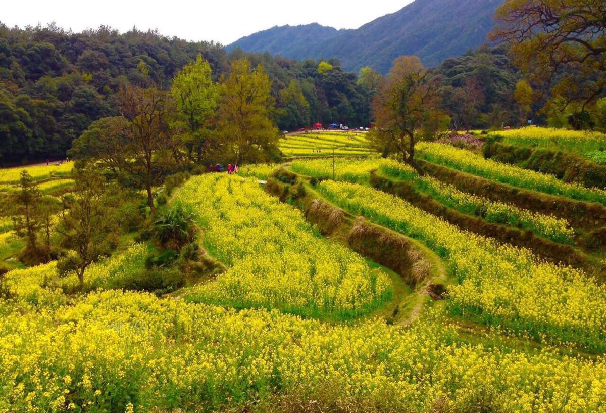 2023江岭景区游玩攻略,海拔千米的高山上的江岭梯田.【去哪儿攻略】