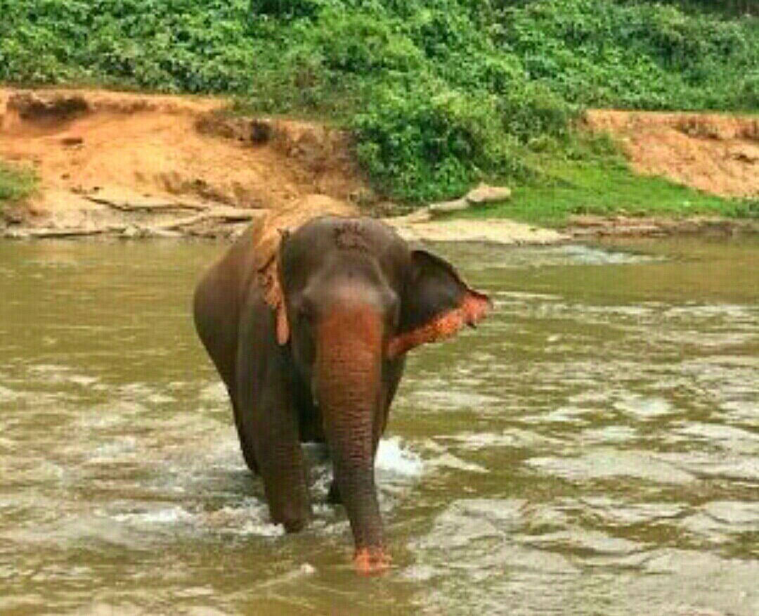 2019泰国大象自然保护公园-旅游攻略-门票-地址-问答-游记点评，清迈旅游旅游景点推荐-去哪儿攻略