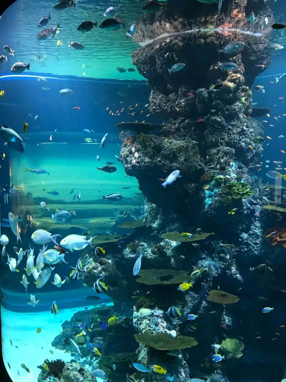 釜山釜山水族馆图片