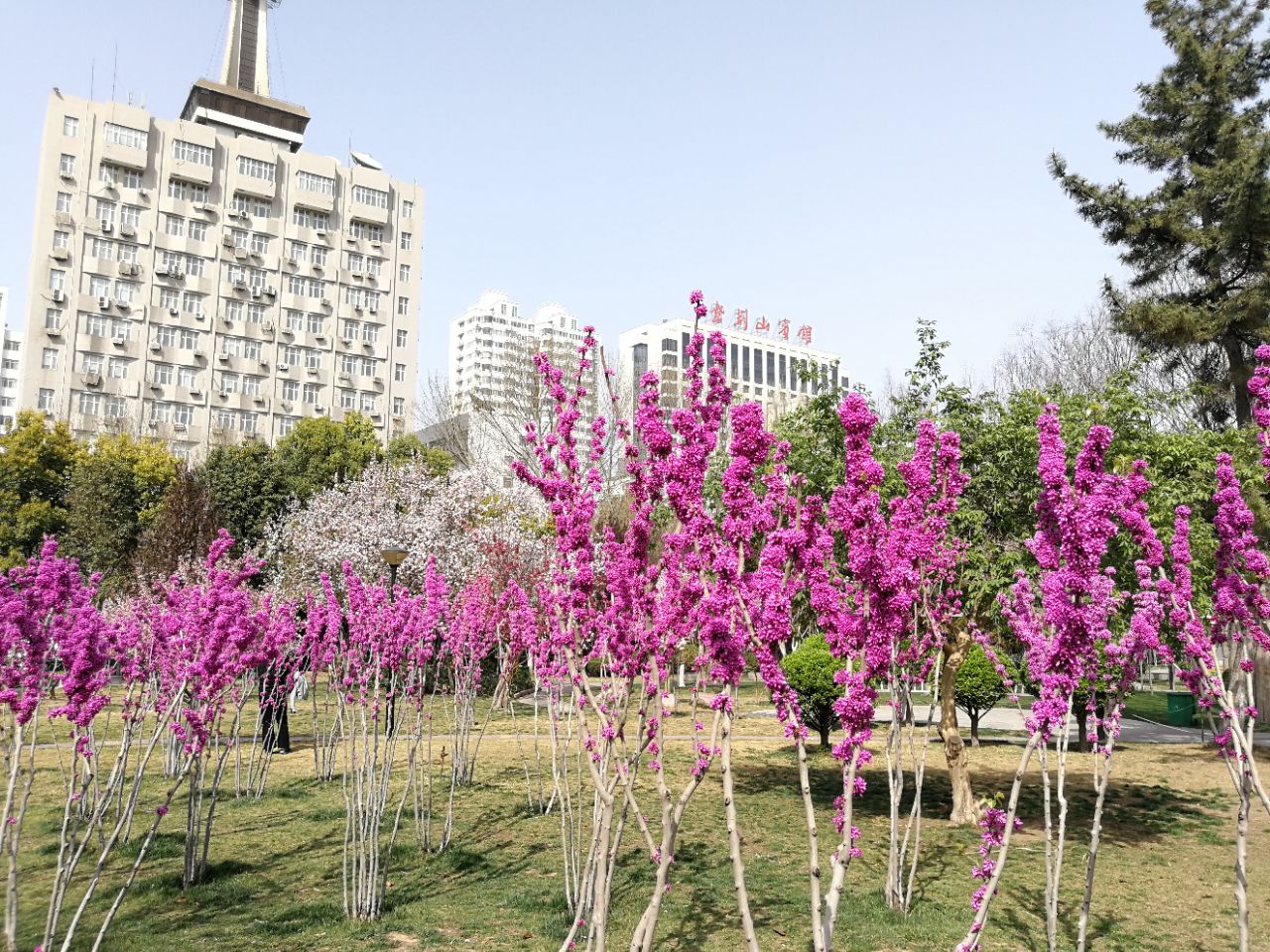 郑州人免费领月季花了！5座公园赠送10万盆，直到5月4号_盆栽