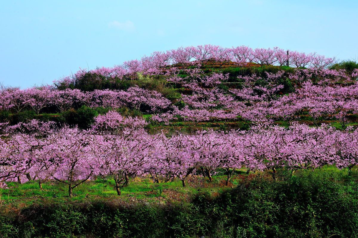 最美桃花林风景图片图片