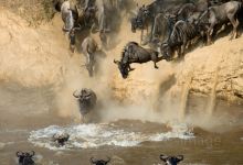 难忘的Safari之旅，肯尼亚8日游