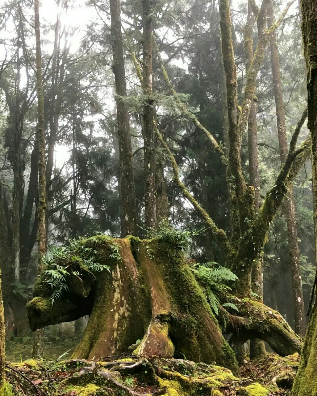 阿里山神木遗迹