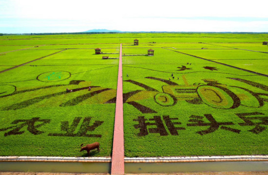 万亩稻田画现身"北国粮都" 富锦农业旅游跨界玩出新花样
