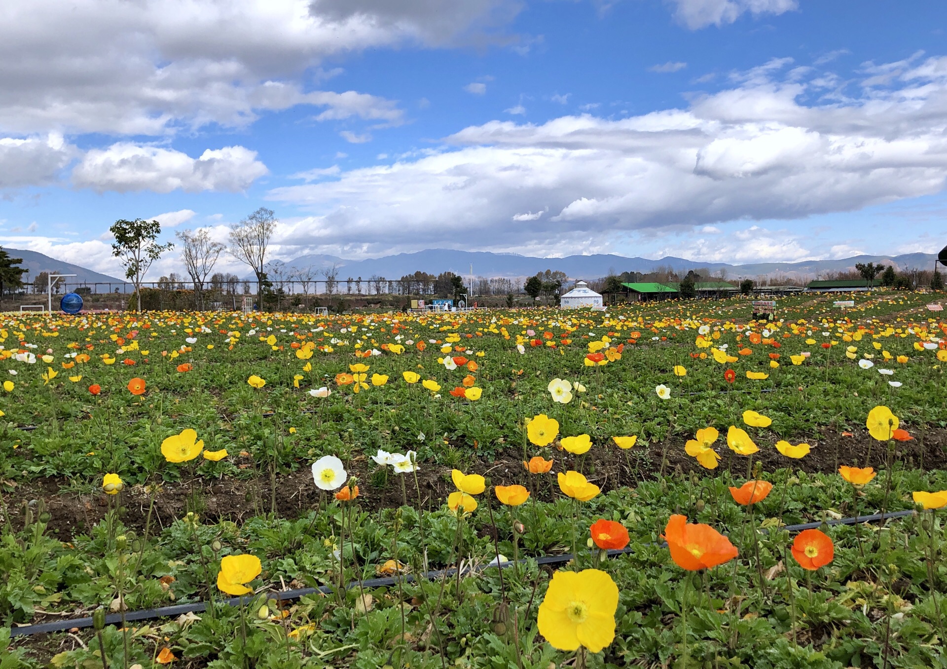 2022花语牧场游玩攻略,美丽的花海,有吉普车,轮胎.【去哪儿攻略】