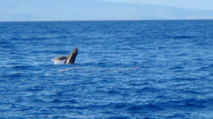 茂宜岛游记图文-【旅美游记3】不远万里同座头鲸相会——夏威夷茂宜岛