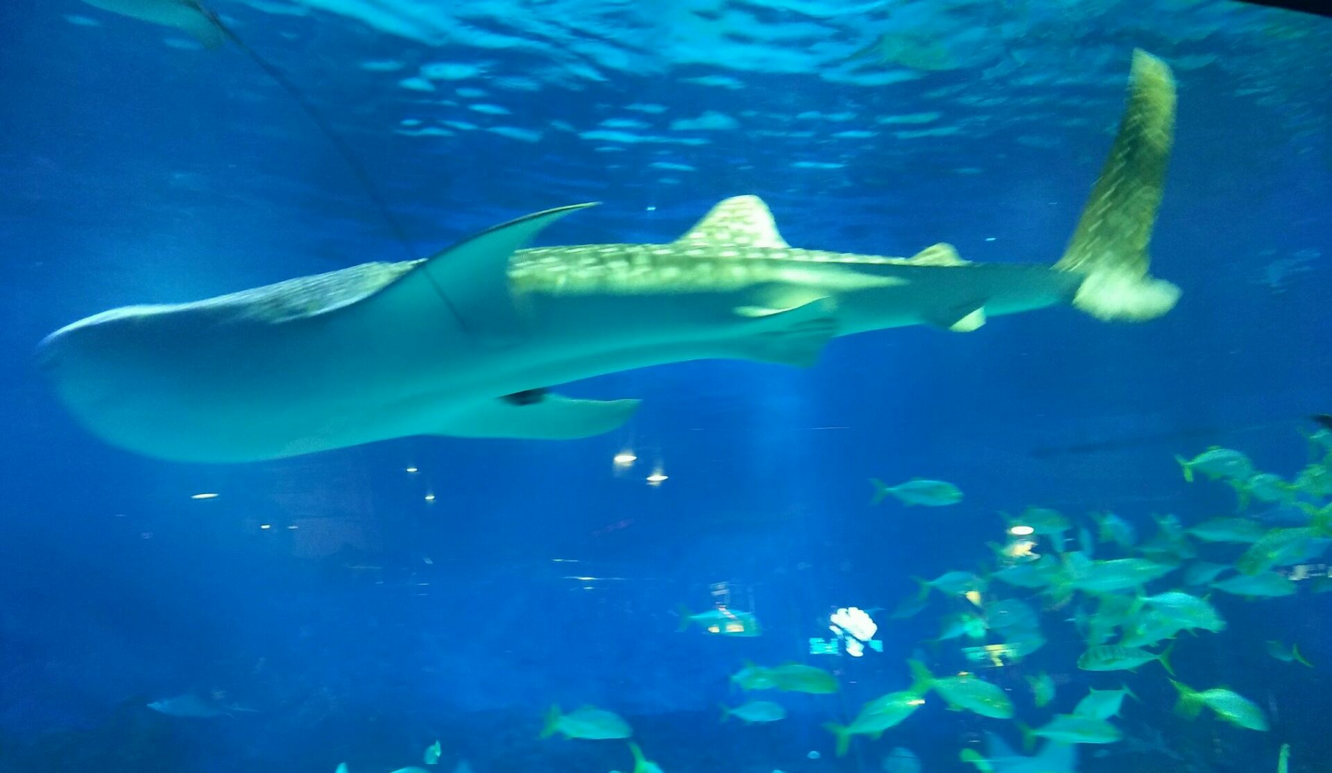 鲨鱼 - 海昌探索学院 - 海昌海洋公园
