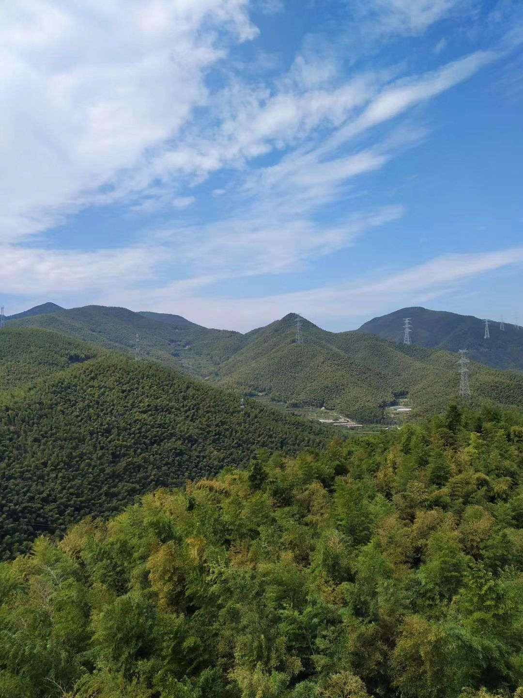 浙东大竹海照片图片