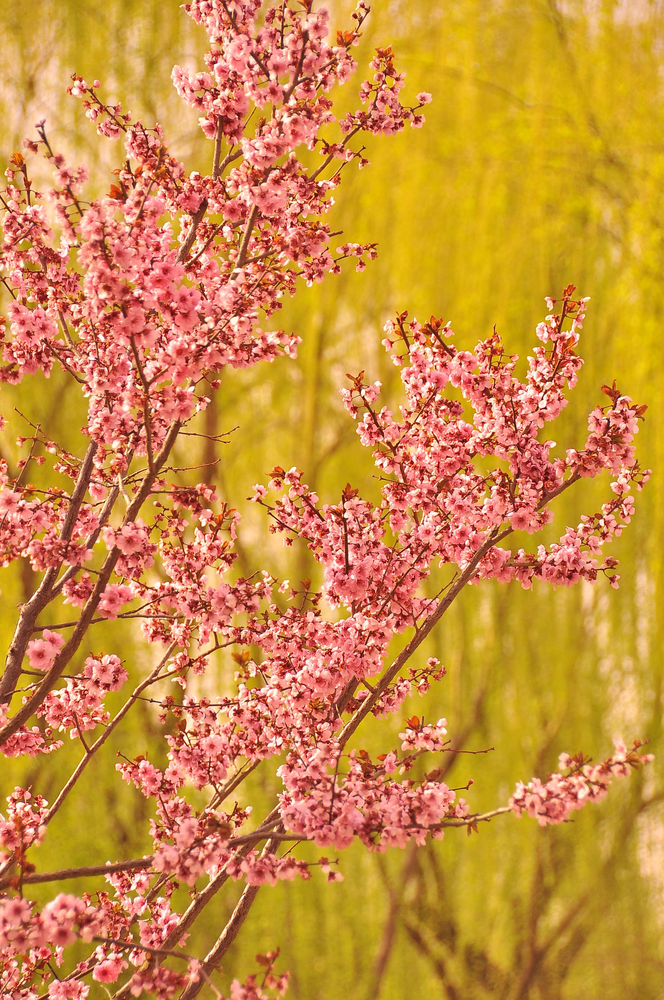 西沽公园,春天的各色鲜花点缀出绝色美景.