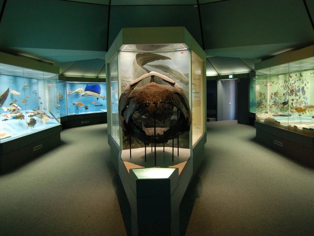 森肯贝格自然博物馆