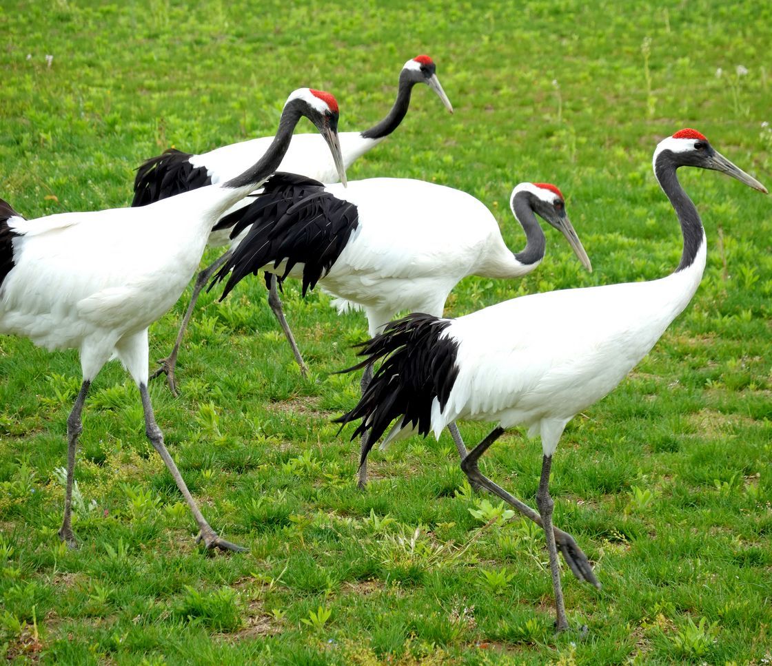 千鹤湾温泉风情小镇